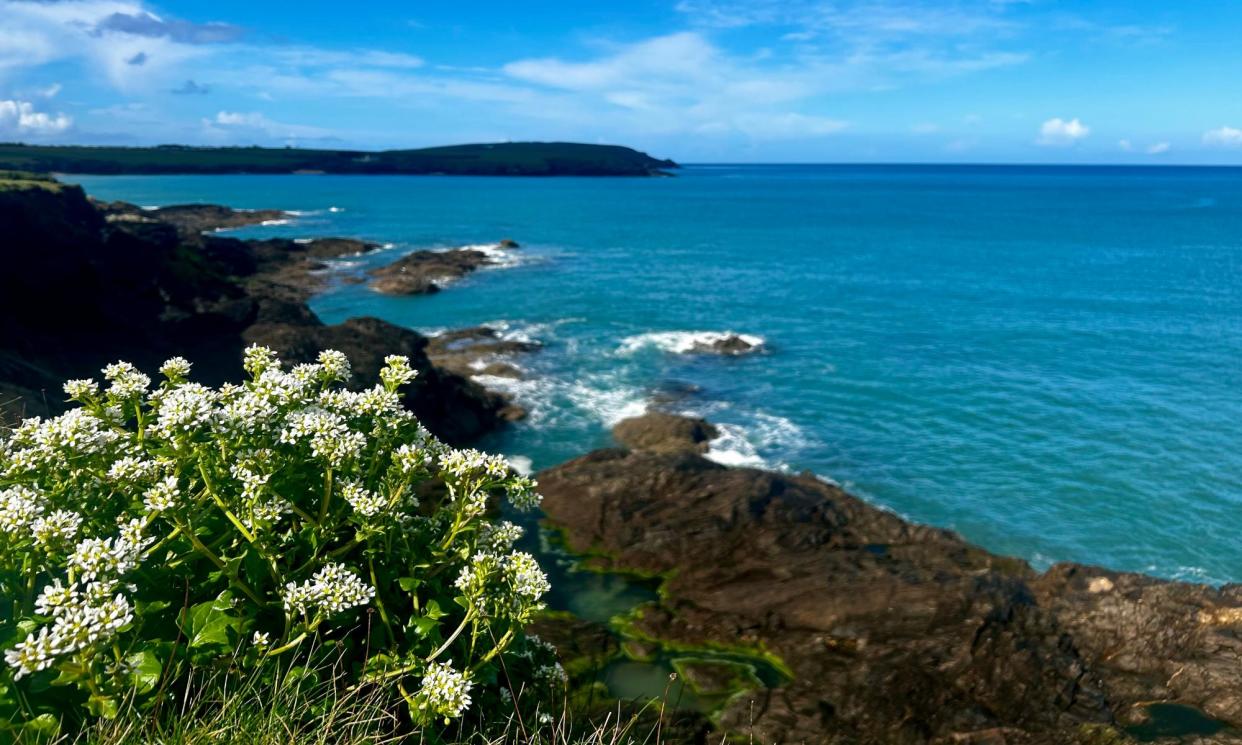 <span>Scurvy grass on the Trevone coastal path in Cornwall.</span><span>Photograph: Alexandra Pearce-Broomhead</span>