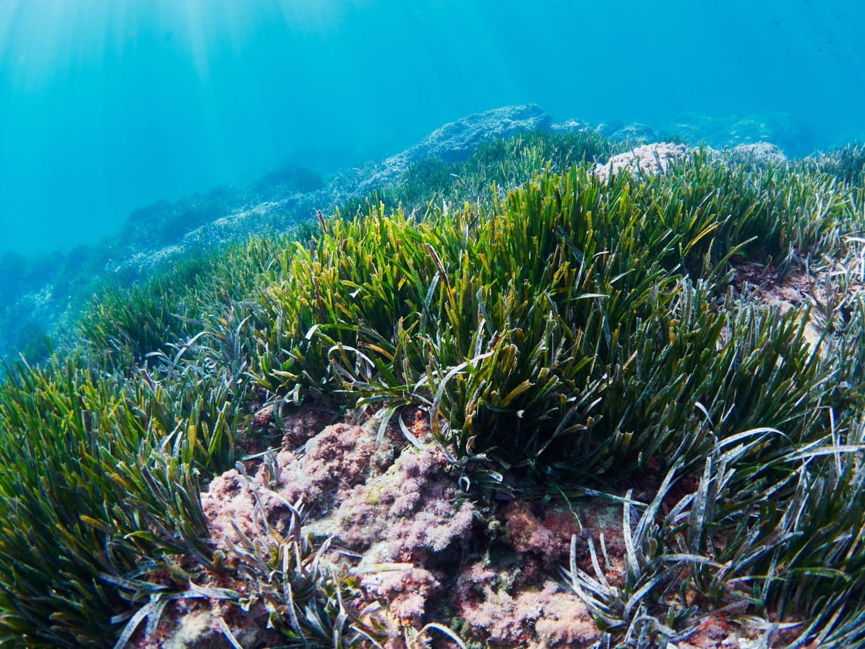 Posidonia oceanica, also known as Neptune grass.