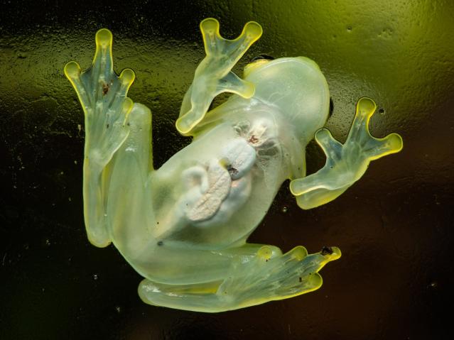 Sleeping glass frogs hide by storing most of their blood in their liver