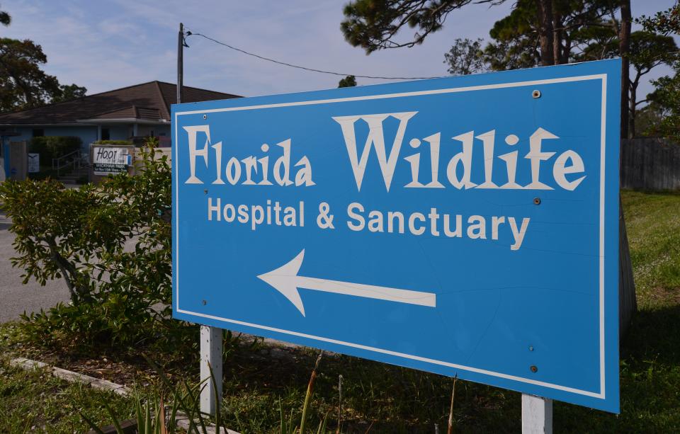 The Florida Wildlife Hospital is a finalist for FLORIDA TODAY's Volunteer Recognition Awards' Organization of the Year. Next year will be its 50th year.