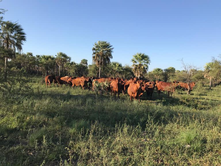 Denuncian que las bandas de delincuentes desde Paraguay generan un fuerte perjuicio a la producción ganadera