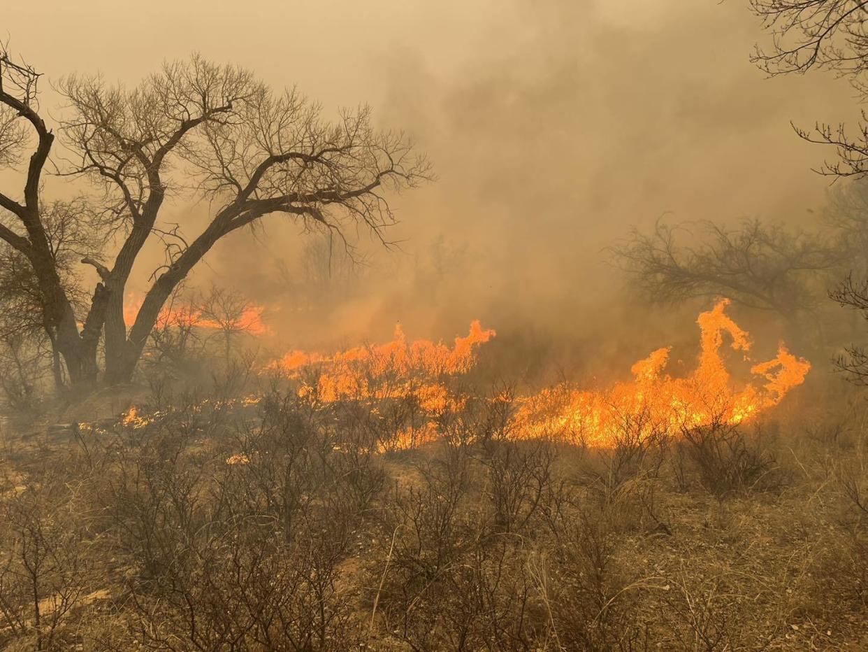 A wildfire in Texas is killing quail.