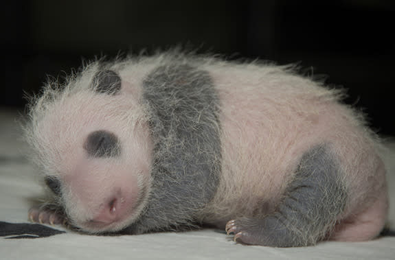 Mei Xiang left the den again on Sept. 8, allowing zoo staff to weigh Bei Bei once more. He had already gained weight since his last checkup, pushing the scale to 1.3 lbs. (601.8 g).