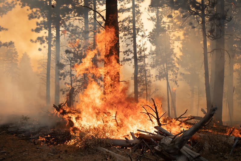 Trees are ablaze from the Brattain Fire in the Fremont National Forest near Paisley, Oregon