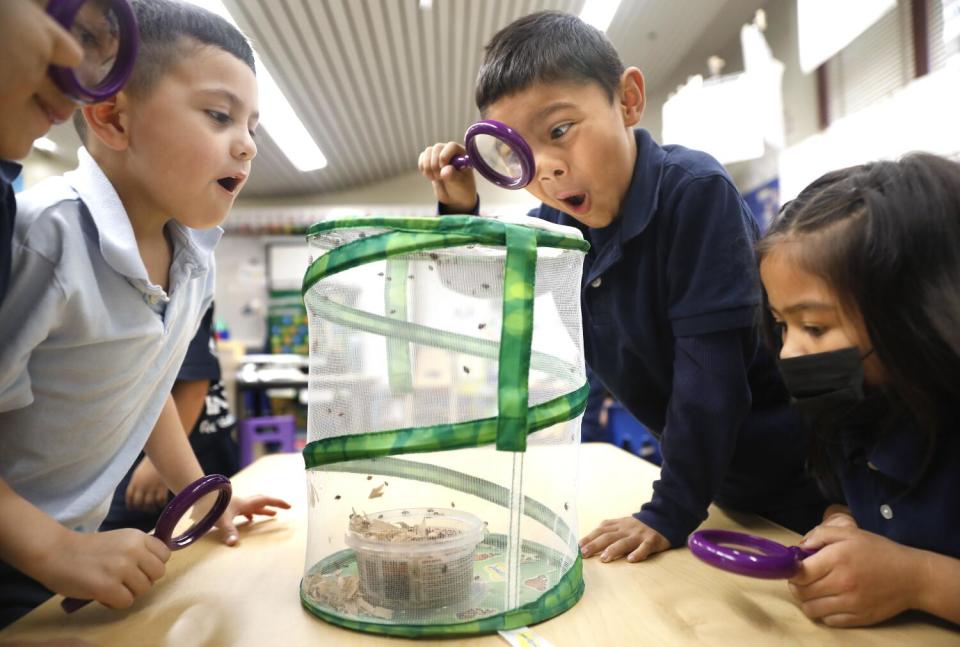 Students look at ladybugs in a kit.