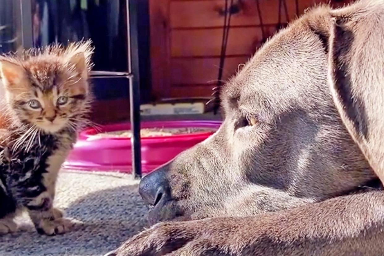 cane corso with his bff kitten