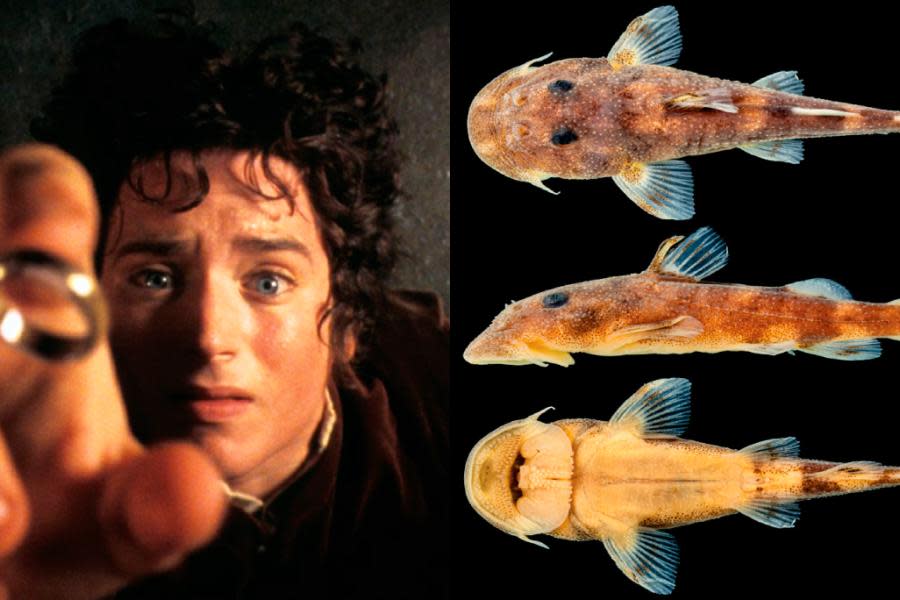 El Señor de los Anillos: Bautizan a nueva especie de peces en honor a Frodo Bolsón