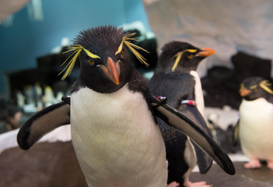 This undated image released by SeaWorld Parks & Entertainment, Inc. shows a rockhopper penguin at Antarctica: Empire of the Penguin, a new attraction at SeaWorld Orlando. The attraction opens Friday, May 24, 2013. (AP Photo/SeaWorld Parks & Entertainment, Inc.)