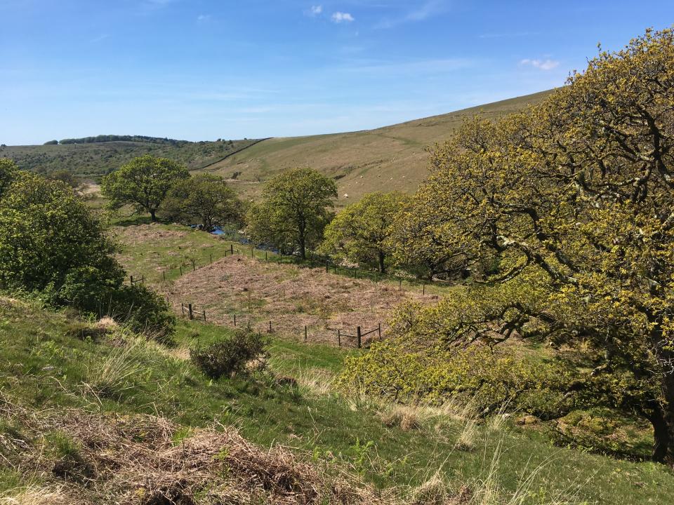 Fenced livestock enclosures at the edge of oak woodland used as an intervention to help the forest expand (Thomas Murphy, University of Plymouth/PA)