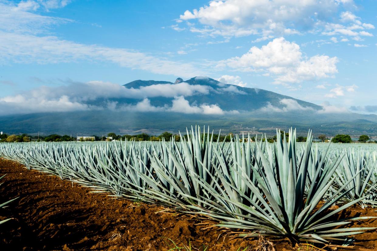 <span>Blue lights: tequila only qualifies as tequila if it’s made with blue agave from the state of Jalisco.</span><span>Photograph: Matt Mawson/Getty Images</span>