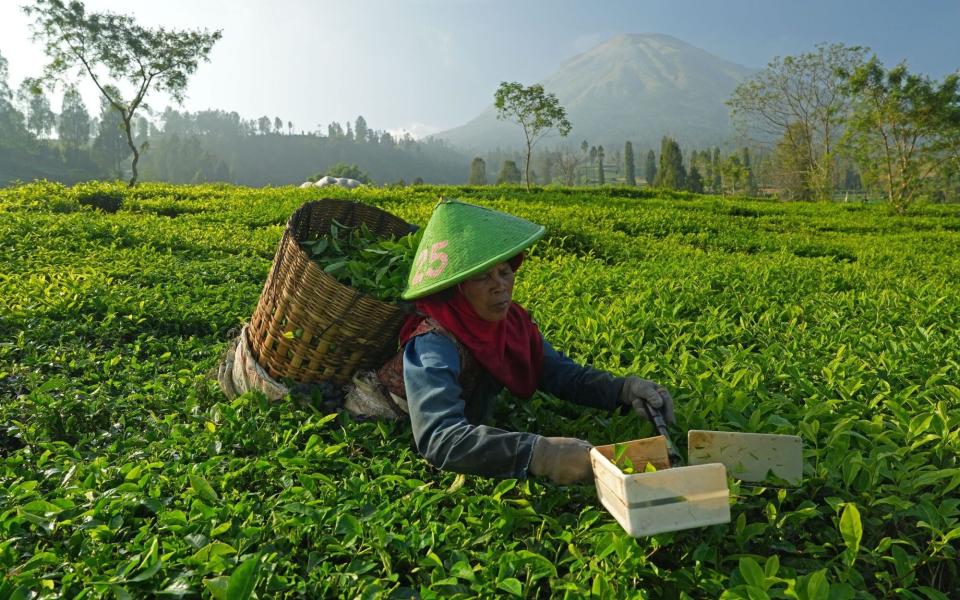 A worker picks tea leaves at Tambi Tea plantation in Central Java, Indonesia