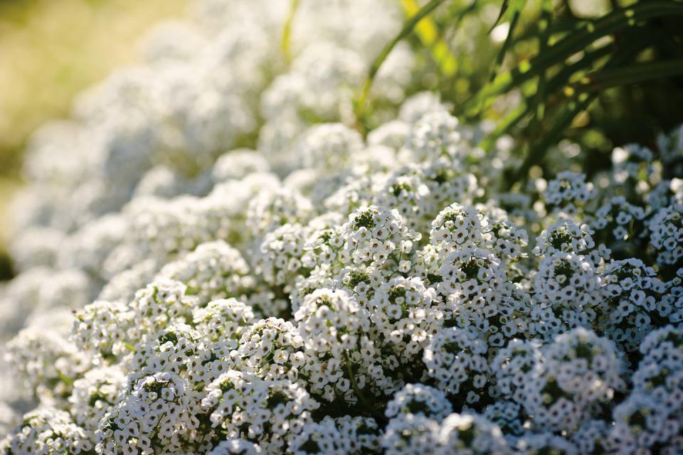 6) Sweet Alyssum