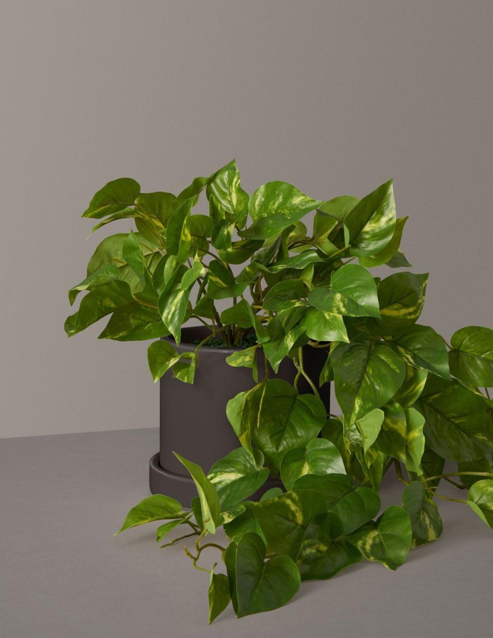 Faux Pothos