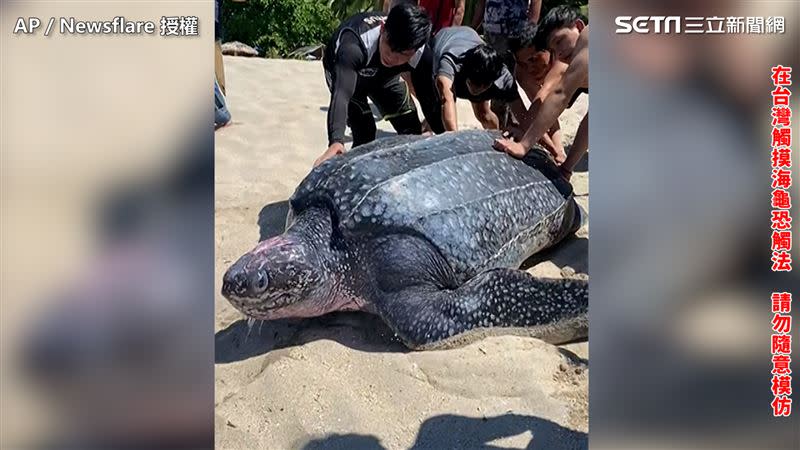 棱皮龜又稱革龜，是所有龜鱉目中體型最大的動物，。（圖／AP Newsflare 授權）