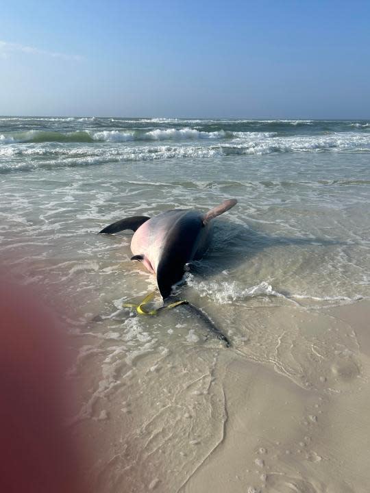 PHOTOS: Dead Great White Shark Washes up on Long Island Beach