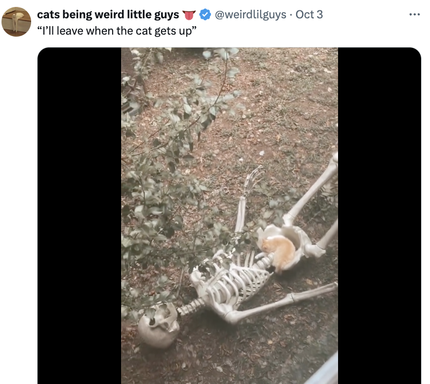 A cat sitting on a fake skeleton