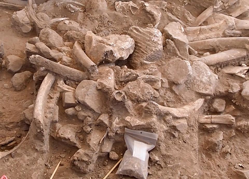 A close up of a bone pile during excavation in New Mexico. This random mix of ribs, broken cranial bones, a molar, bone fragments, and stone cobbles is a refuse pile from the butchered mammoths. It was preserved beneath the adult mammoth’s skull and tusks.