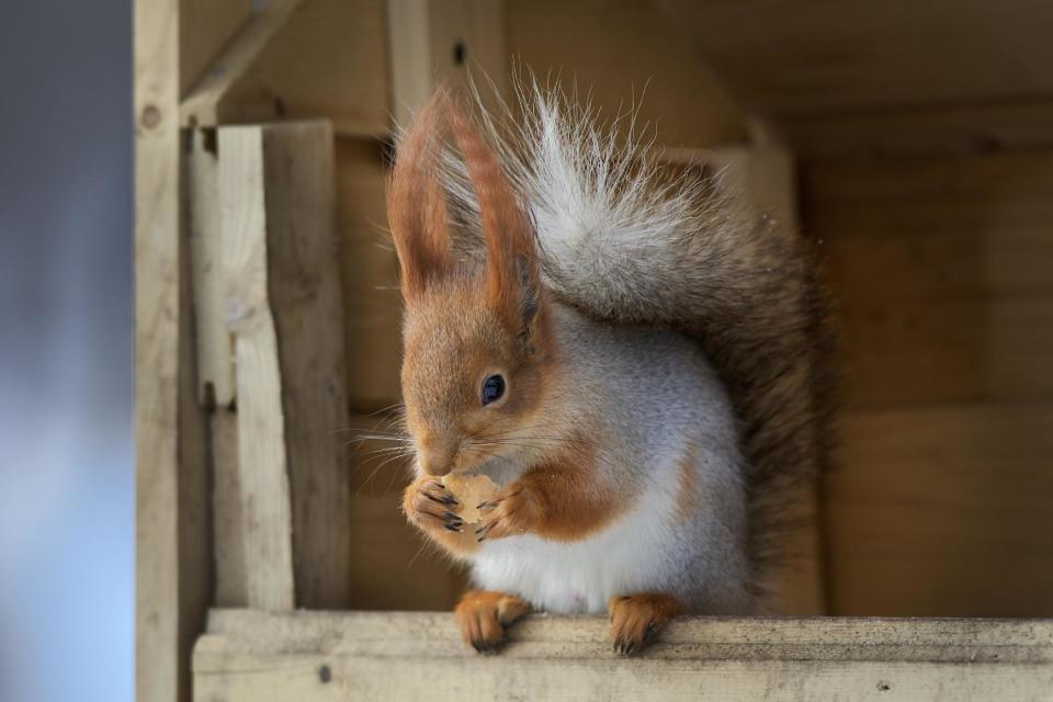 In this photo taken on Monday, Feb. 3, 2014, a squirrel eats, in Moscow's "Neskuchny Sad" park in Moscow, Russia. One by one, the bushy-tailed residents of Moscow’s parks have been disappearing. The problem: Russians have gone nuts for squirrels. City official Alexei Gorelov told the Associated Press on Wednesday that he has received multiple reports of squirrel poaching in local parks. In response, municipal authorities on Jan. 31 ordered bolstered security for all of Moscow’s green areas. (AP Photo/Alexander Zemlianichenko)