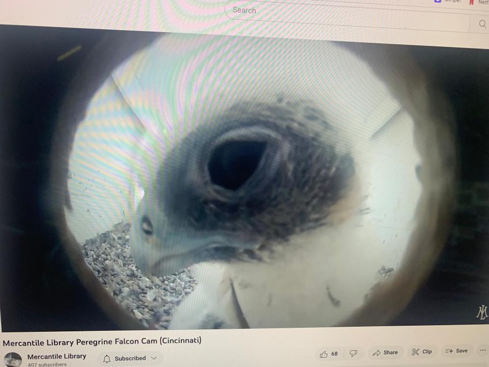 One of the three eyases born to peregrine falcons Juliet and Albert checks out the livestream camera installed in the nest.