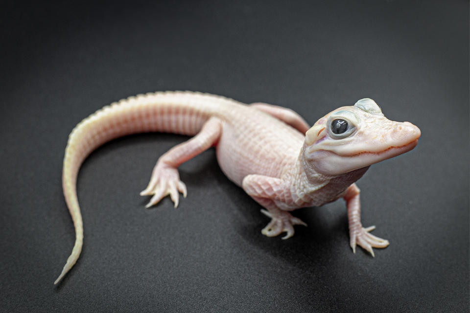 This photo provided by Gatorland shows a white-skinned, leucistic alligator. There are only seven leucistic alligators in the world with three of them located at Gatorland Orlando, according to officials with the reptile park located in central Florida, who announced the birth on Thursday, Dec. 7, 2023. (Ken Guzzetti/Gatorland via AP)