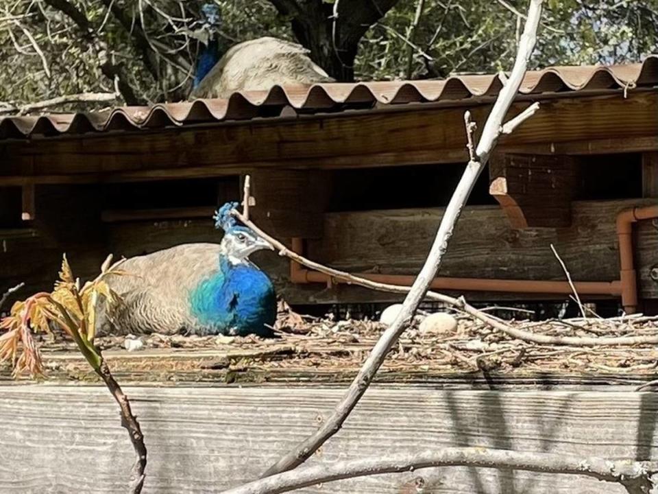 Peacocks nests within their habitat near eggs.