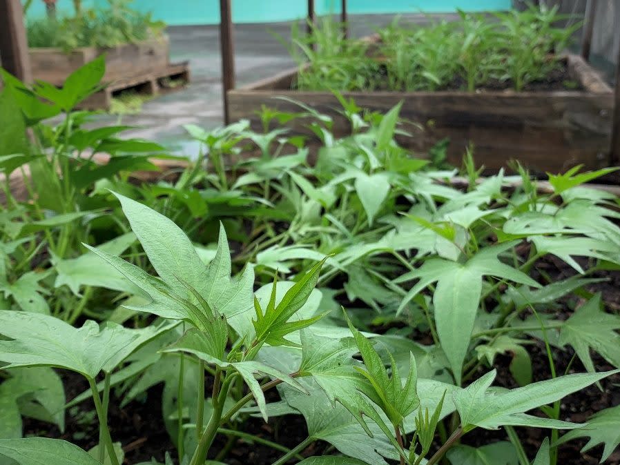 使用土壤改良劑種植出生長良好的地瓜葉。（北市公園處提供）