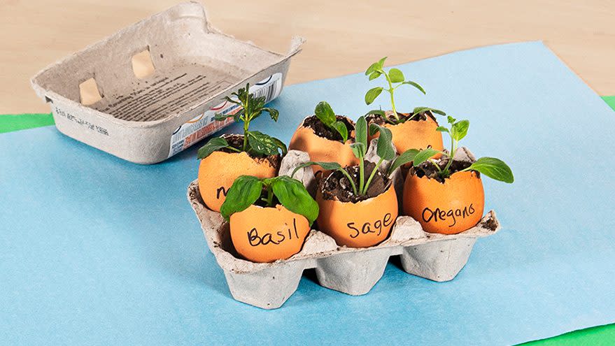 seedlings planted in eggshells in an egg carton; uses for eggeshells