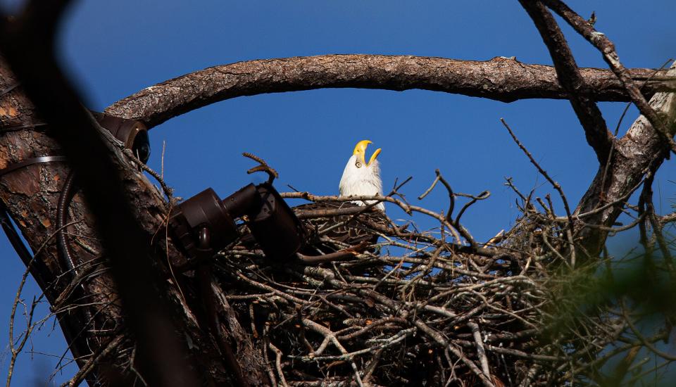 One of the bald eagles from the Southwest Florida Eagle Cam at Dick Pritchett Realty in North Fort Myers calls out to a mate in the nest on Monday, Nov. 27, 2023. The bald eagle duo of M15 and F23 are streamed live on the SWFL Eagle Cam are incubating two eggs and are in the process of becoming first time parents.