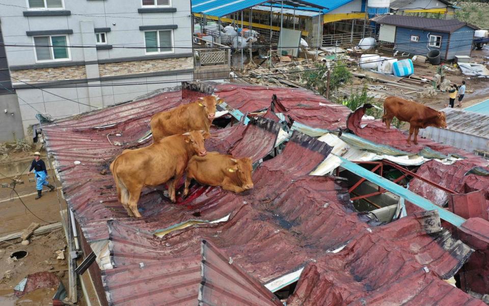 After the water receded the cows had no way down from their precarious perch - STR/AFP