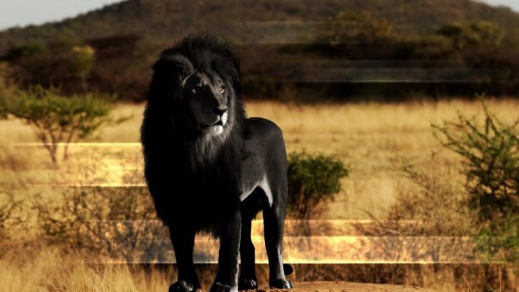 Der schwarze Löwe sorgte bei Facebook für Aufsehen. Die Google-Suche zeigt: Fake! 
