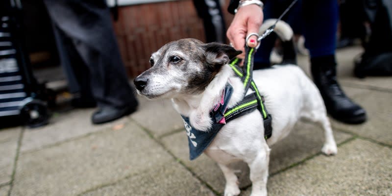 Ein 29-Jähriger steht im Verdacht, seinen Jack Russell Terrier vom Balkon in der sechsten Etage eines Wohnhauses in Rostock geworfen zu haben. (Symbolfoto)<span class="copyright">dpa</span>