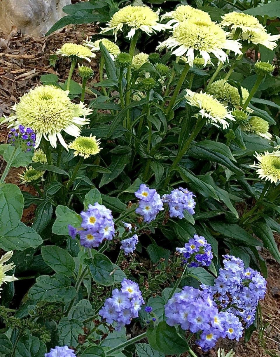 The yellow orange center of Augusta Lavender heliotrope echoes the color of the Double Coded Butter Pecan coneflower.