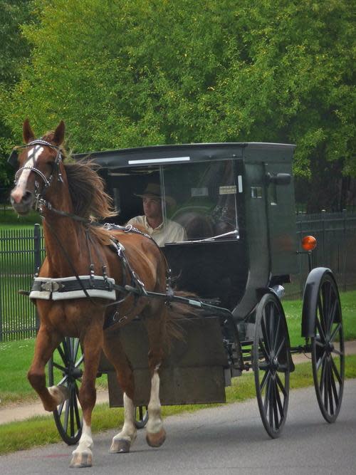 horse-drawn buggy in amish country