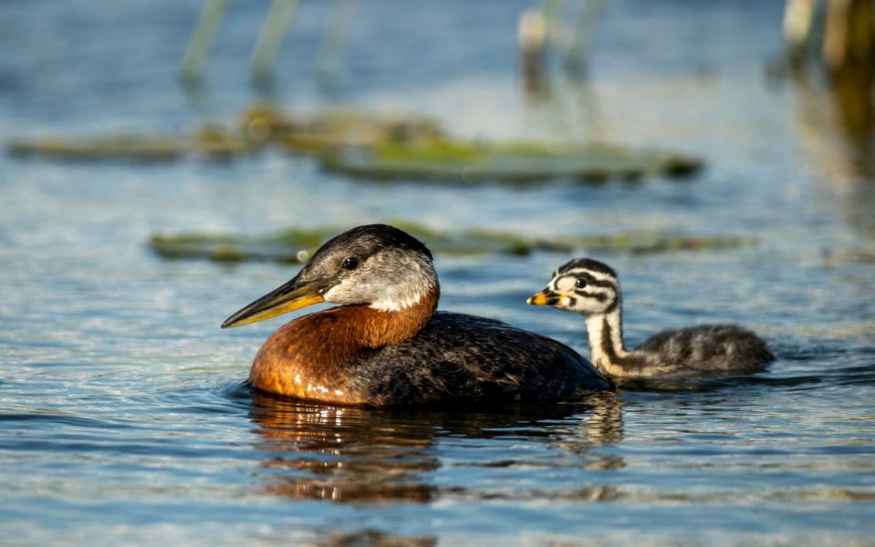 Red-necked grebe - Getty