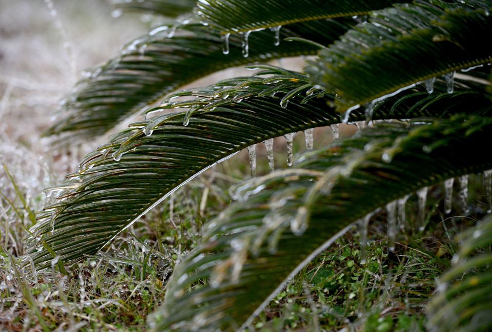 Sago palm plants with some ice hanging from them.