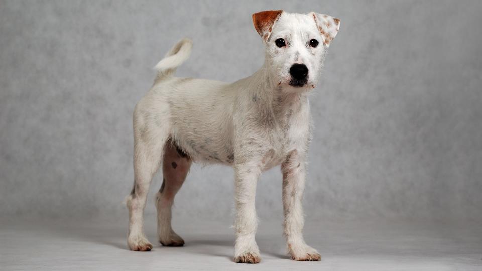 Portrait of Parson Russell Terrier