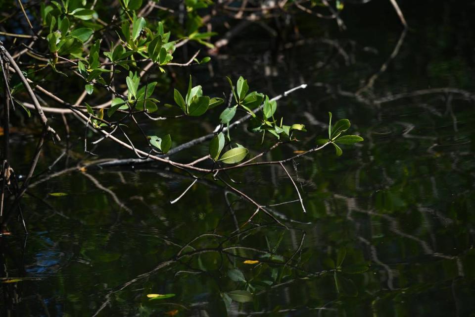 A community conservation project in the fishing village of Cortez, Florida protects 100 acres of mangrove and wildlife habitat from development.