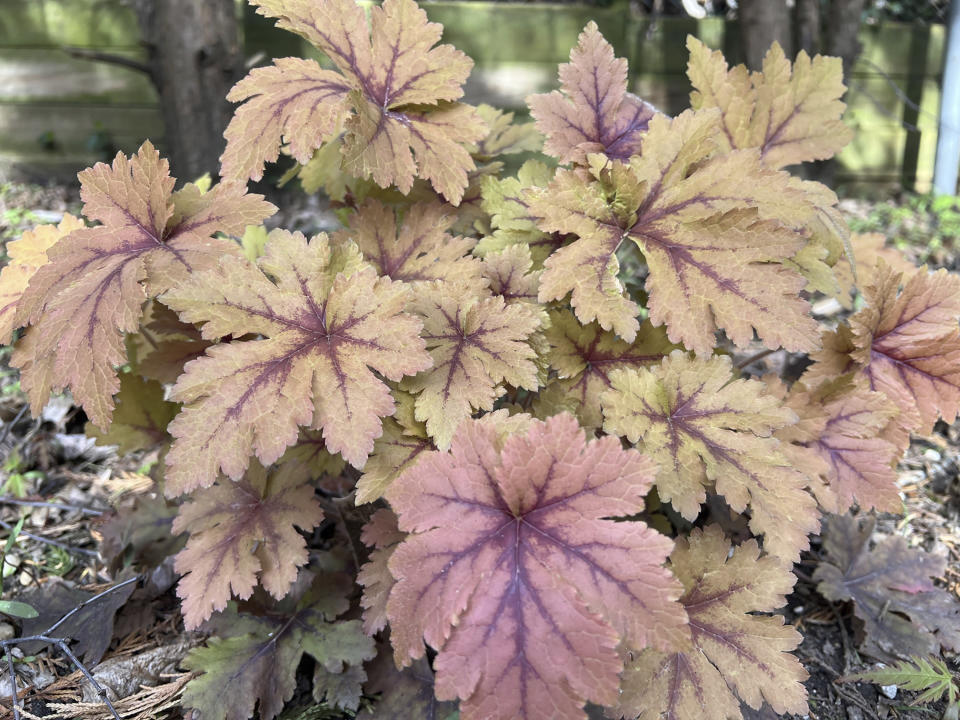This April 23, 2024 image provided by Jessica Damiano shoes a "Copper King" Heuchera plant growing in a garden in Long Island, New York. (Jessica Damiano via AP)
