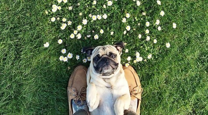 Norm the pug and his human go on beautiful adventures, and we’re crying