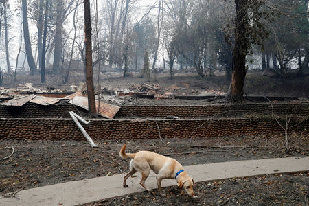 A cadaver dog named Echo searches for human remains on a property destroyed by the Camp Fire in Paradise, California, U.S., November 14, 2018. REUTERS/Terray Sylvester