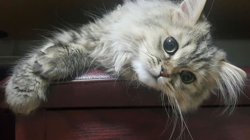 貓島爆發大規模貓瘟，死亡數量達30萬隻。 （示意圖／翻攝自pixabay）