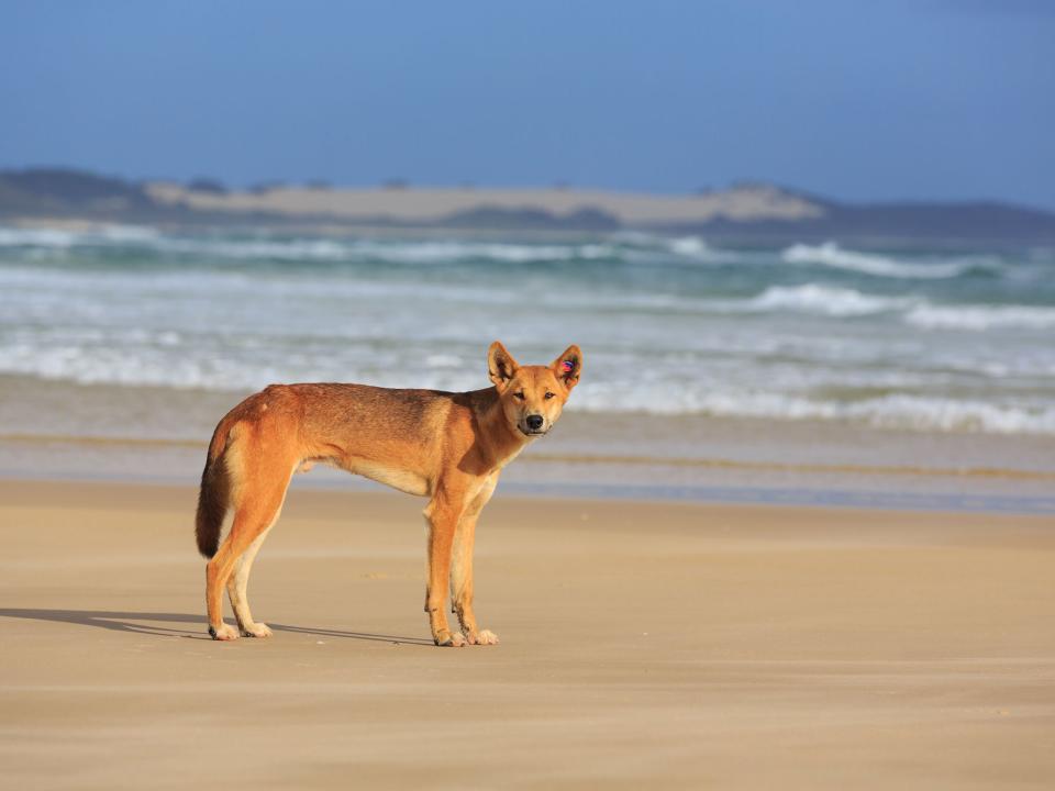 Six-year boy bitten by wild dingo in Australia attack