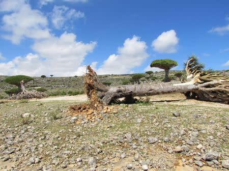 A dragon blood tree lies on the ground after a cyclone uprooted it in Yemen's Socotra island November 10, 2015. REUTERS/Stringer