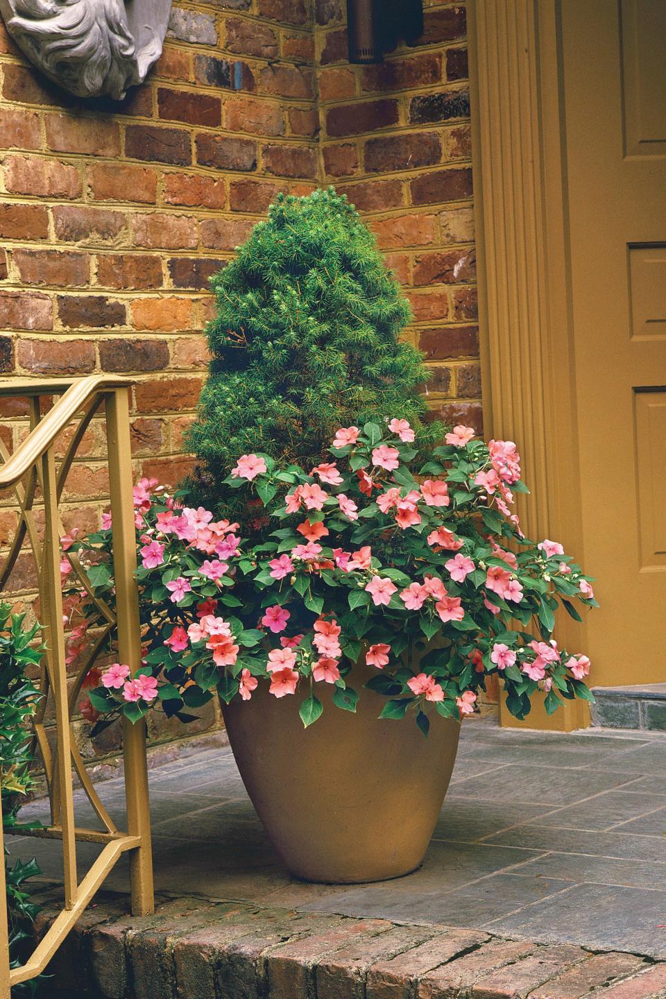 Impatiens & Dwarf Spruce