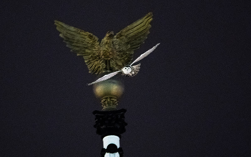 A snowy owl looks for food at Union Station in Washington, D.C., on Jan. 13. <em>Greg Nash</em>