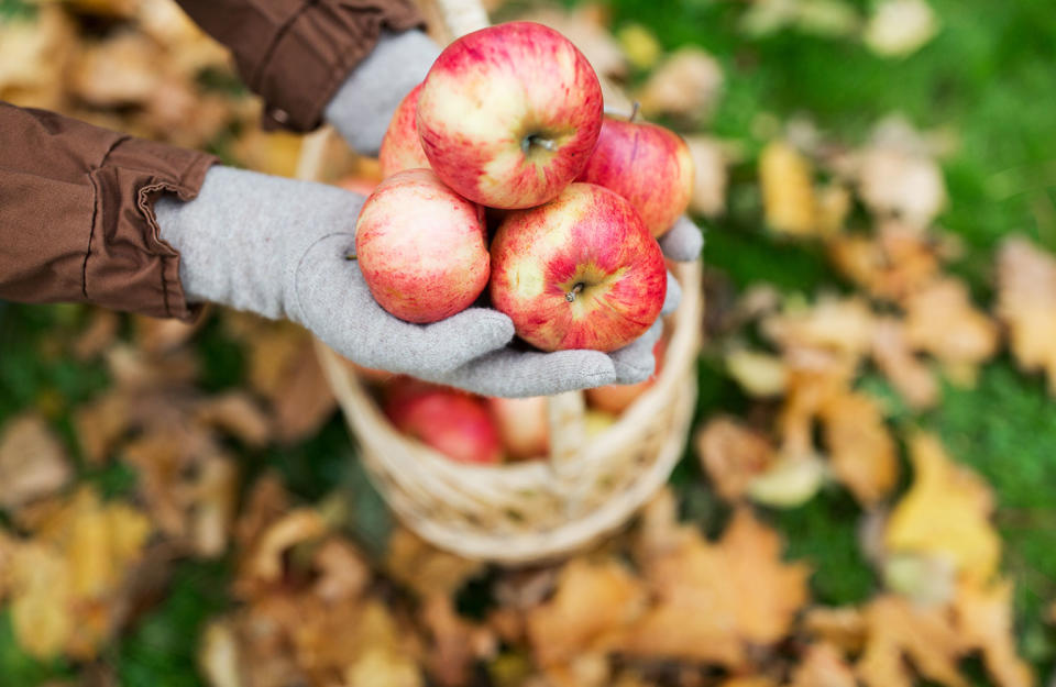 <p>Bio-Obst und -Gemüse aus regionalem Anbau sind gut für die Umwelt? Pustekuchen! Ein heimischer Apfel, der nach der Ernte monatelang in einem Kühlhaus liegt, um auch im Frühling noch einigermaßen frisch auszusehen, ist für die Öko-Bilanz viel verheerender, als zum Beispiel ein aus Neuseeland importierter. </p>