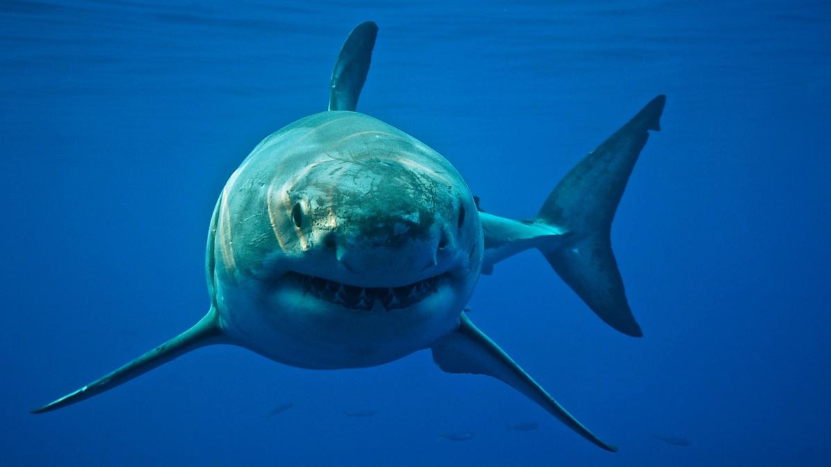 Great white sharks are moving north. New NatGeo SharkFest show