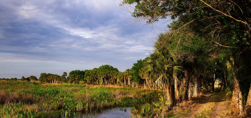 A restored area of the Audubon Corkscrew Swamp Sanctuary in Collier County on Monday, March 4, 2024. The swamp is celebrating its 70 year anniversary this year.