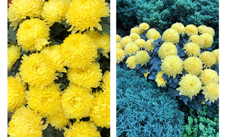 The yellows are captured beautifully in the left image, but when at another angle the iPhones 8 shifted the hues to blue-green for some reason. This effect was repeatable.