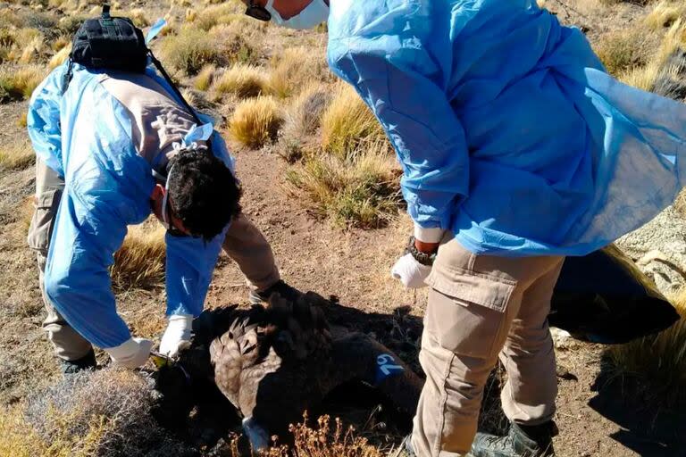 Trasladan el cuerpo del cóndor muerto a Choele Choel para la necropsia